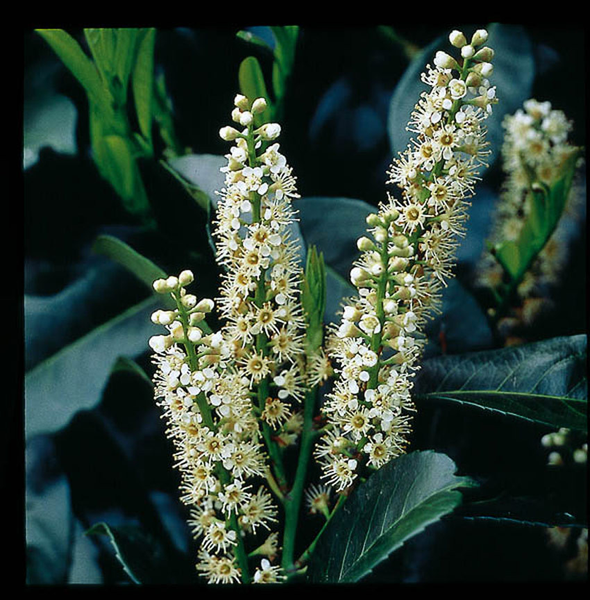 PRUNUS laurocerasus Etna Anbri Laubgehölze Sortiment Shop