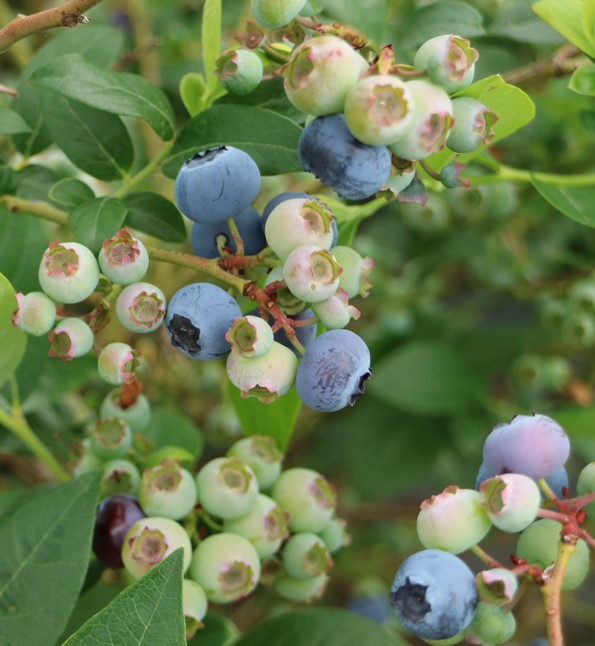 Vaccinium Corymbosum Reka Heidelbeeren Blaubeeren Obst Wildobst