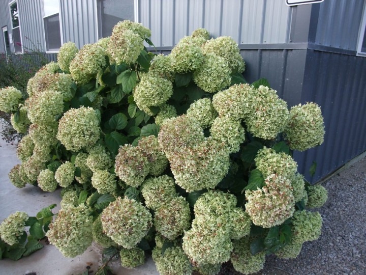 HYDRANGEA arborescens ´Strong Annabelle´® ´Incrediball 