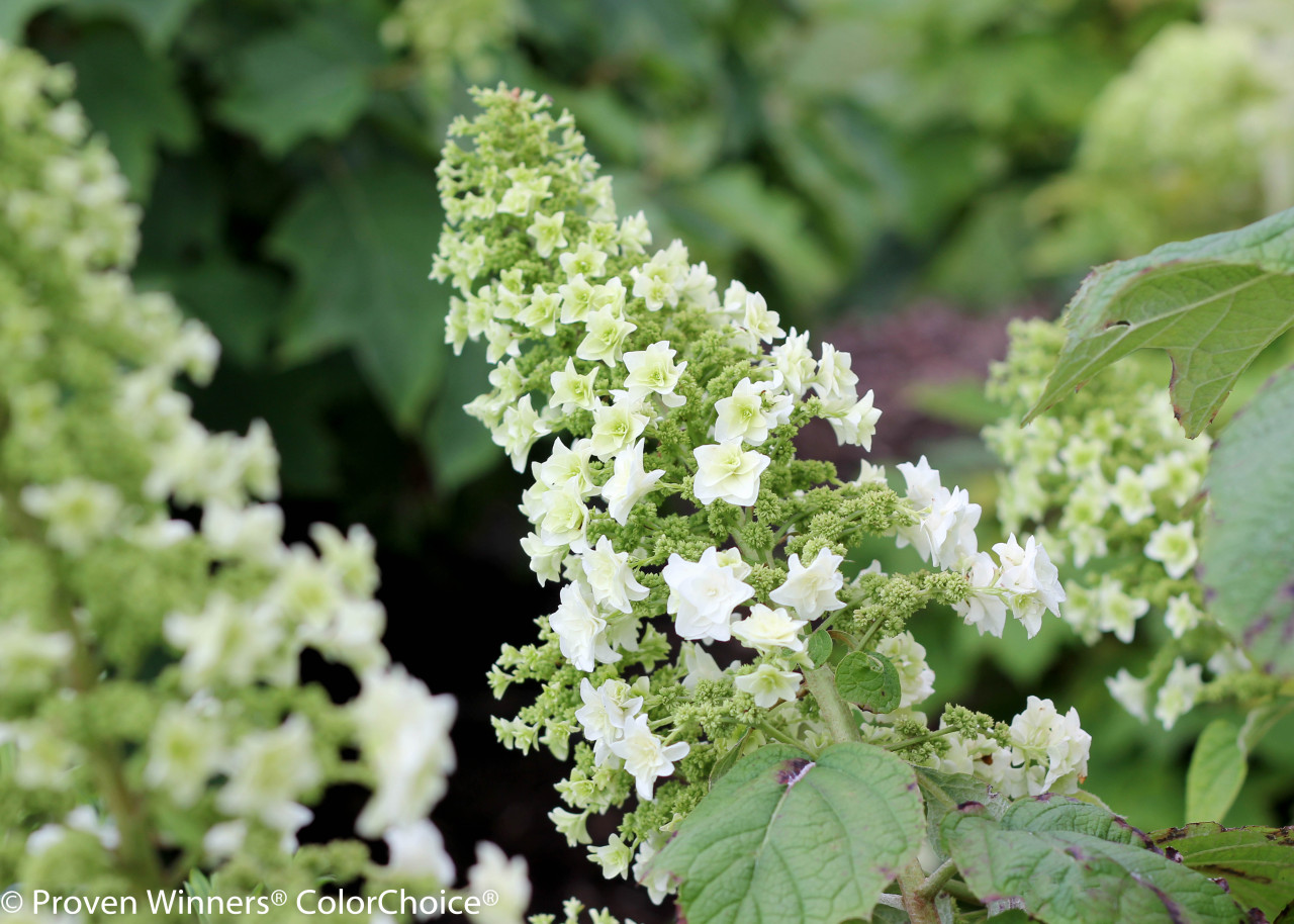 HYDRANGEA quercifolia ´Gatsby´® Star´ (´Doughil´)Ⓢ PW®