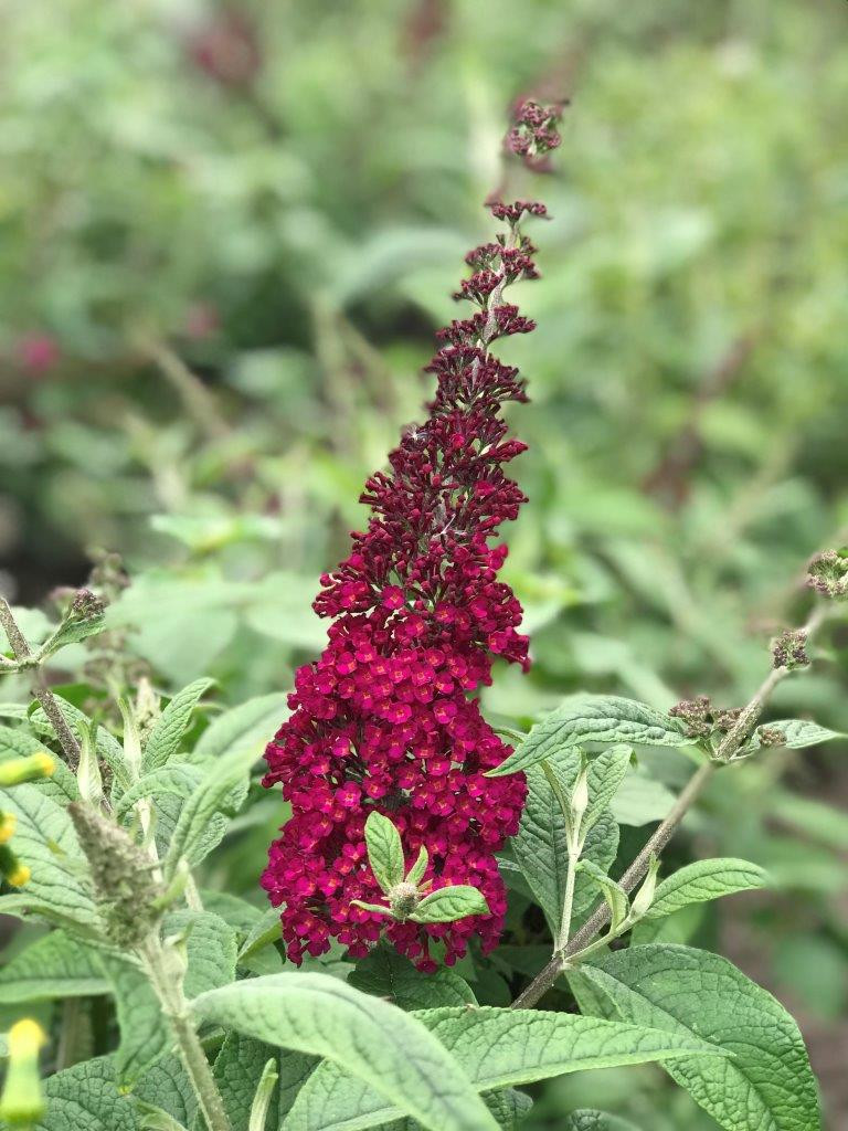 BUDDLEJA davidii Rêve de Papillon Red Boscranz Laubgehölze Sortiment Shop Kordes