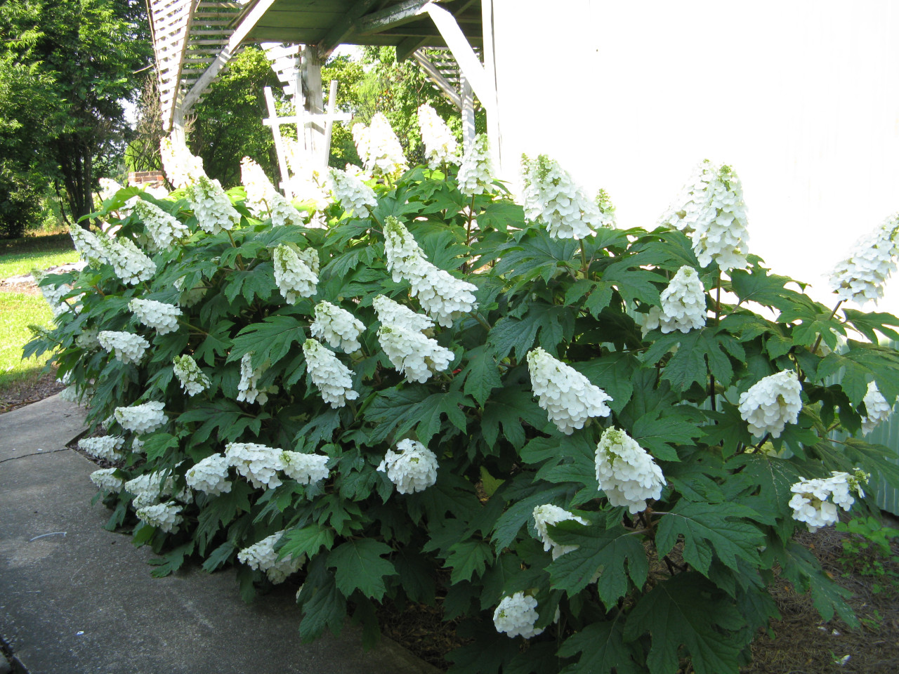 HYDRANGEA quercifolia ´Gatsby® Girl´ (´Brenhill´)Ⓢ PW®