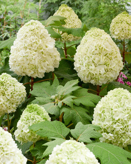 HYDRANGEA quercifolia ´Tara´ (´BIV01´)Ⓢ