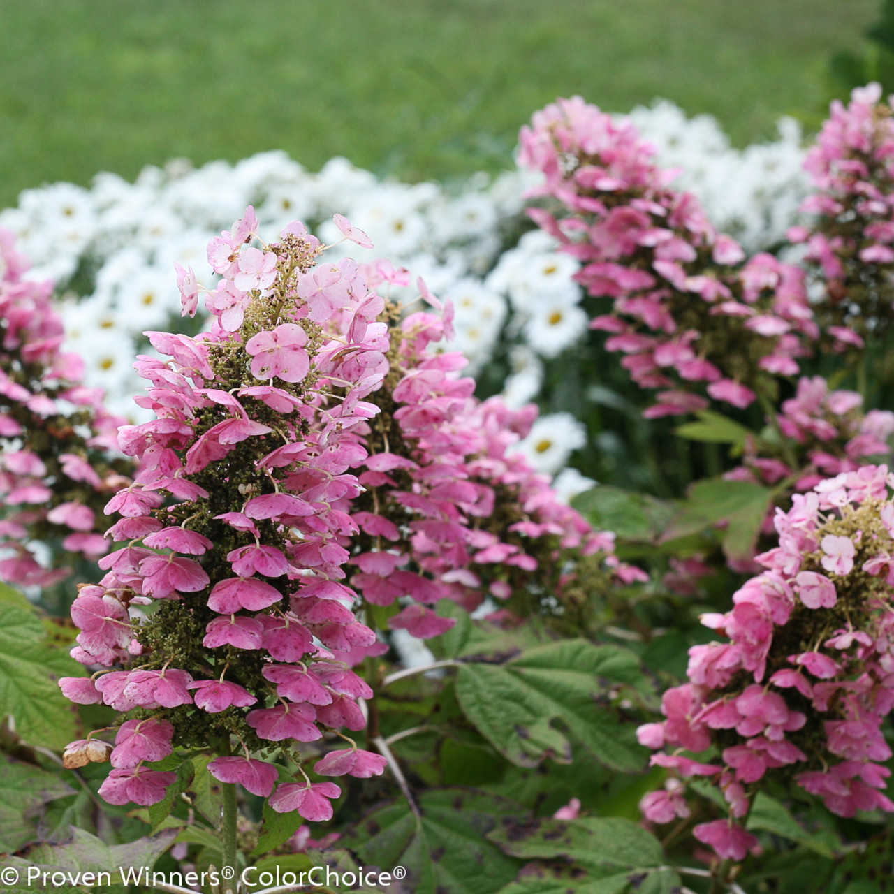 HYDRANGEA quercifolia ´Gatsby® Pink´ (´JoAnn´)Ⓢ