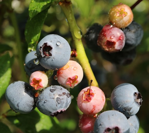 VACCINIUM Corymbosum ´Brigitta´ | Heidelbeeren / Blaubeeren | Obst ...