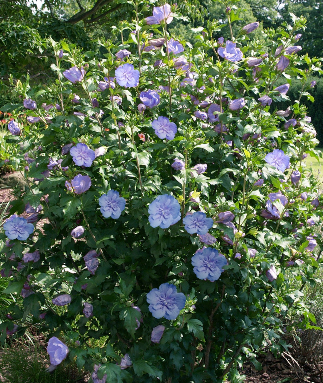 HIBISCUS syriacus ´Blue Chiffon´ (´Notwood3´)Ⓢ | Decidous trees and ...