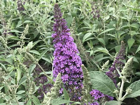 BUDDLEJA davidii Rêve de Papillon Lavender Bostulu Decidous