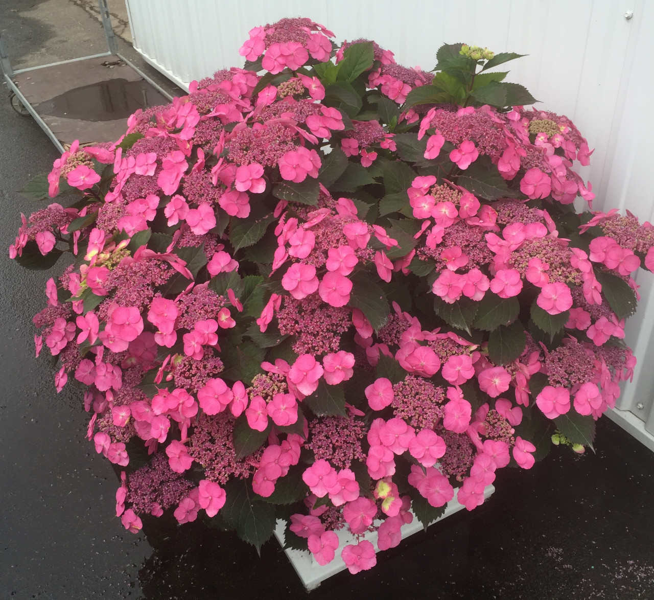 Hydrangea Serrata Cotton Candy Mak20 Hydrangea Serrata