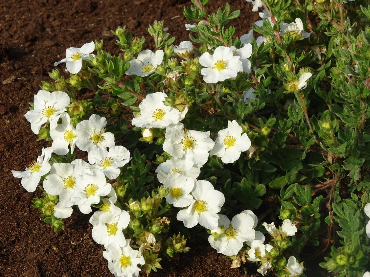 POTENTILLA Fruticosa ´Bella Bianca´ (´HACHBIANCA´)Ⓢ | Laubgehölze ...