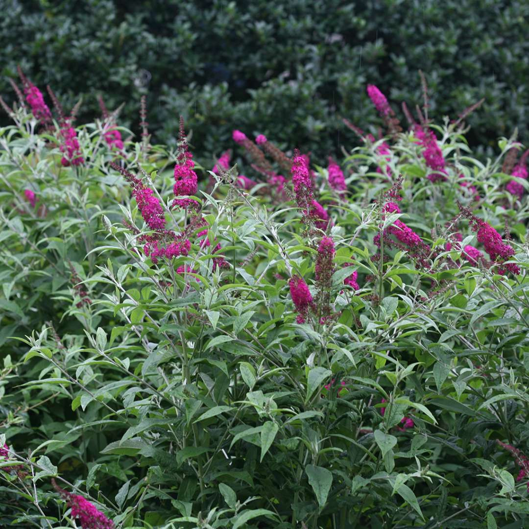 Buddleja ´miss Ruby´Ⓢ Pw® Laubgehölze Sortimentshop Kordes Jungpflanzen 2872