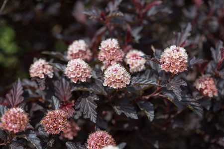 PHYSOCARPUS opulifolius ´Fireside´® (´UMN Harpell´)Ⓢ FE® | Decidous ...