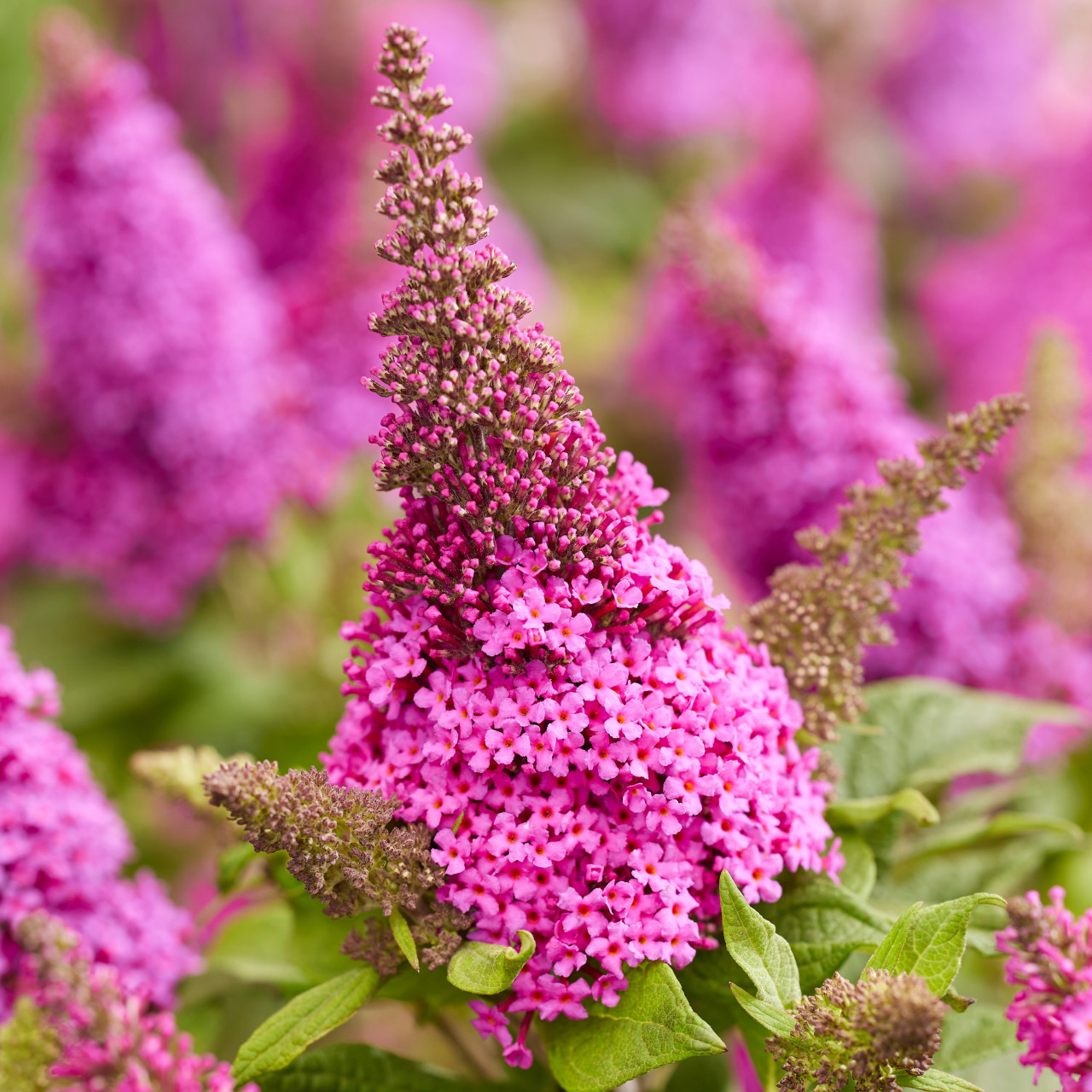 BUDDLEJA davidii ´Butterfly Candy® Little Cerise´ (´BotEx 007´)Ⓢ