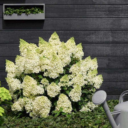 HYDRANGEA paniculata ´Magical® Matterhorn´ (´Bokomaho´)Ⓢ