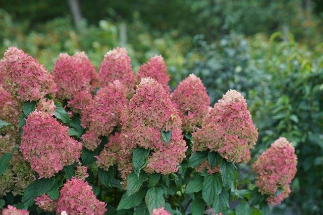 HYDRANGEA paniculata ´Quick Fire Fab´® (´SMNHPM´)Ⓢ PW®