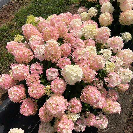 HYDRANGEA paniculata ´Fire Light Tiny Bit´® (&#039;SMNHPK´)Ⓢ PW®