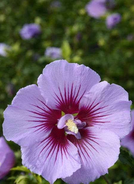 Hibiscus syiacus ´B&#039; TWIST® Lavender´ (´Mingravi4´)