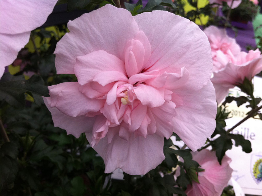 HIBISCUS syriacus ´Pink Chiffon´ (´JWNWOOD4´)Ⓢ | Decidous trees and ...