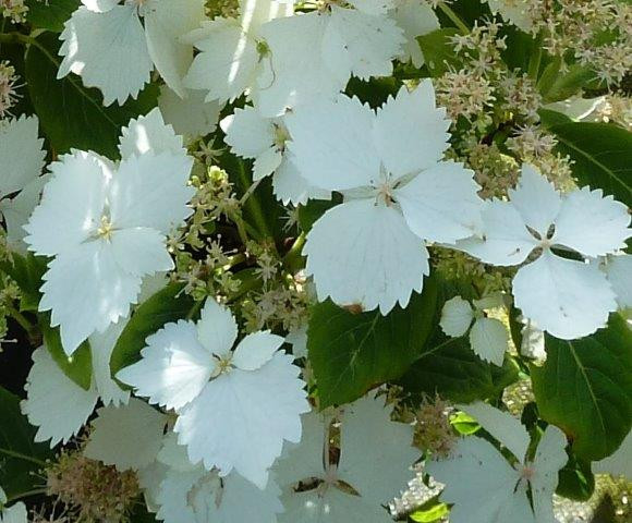 HYDRANGEA macrophylla ´Bridal Bouquet´ (´HD18/1´)Ⓢ