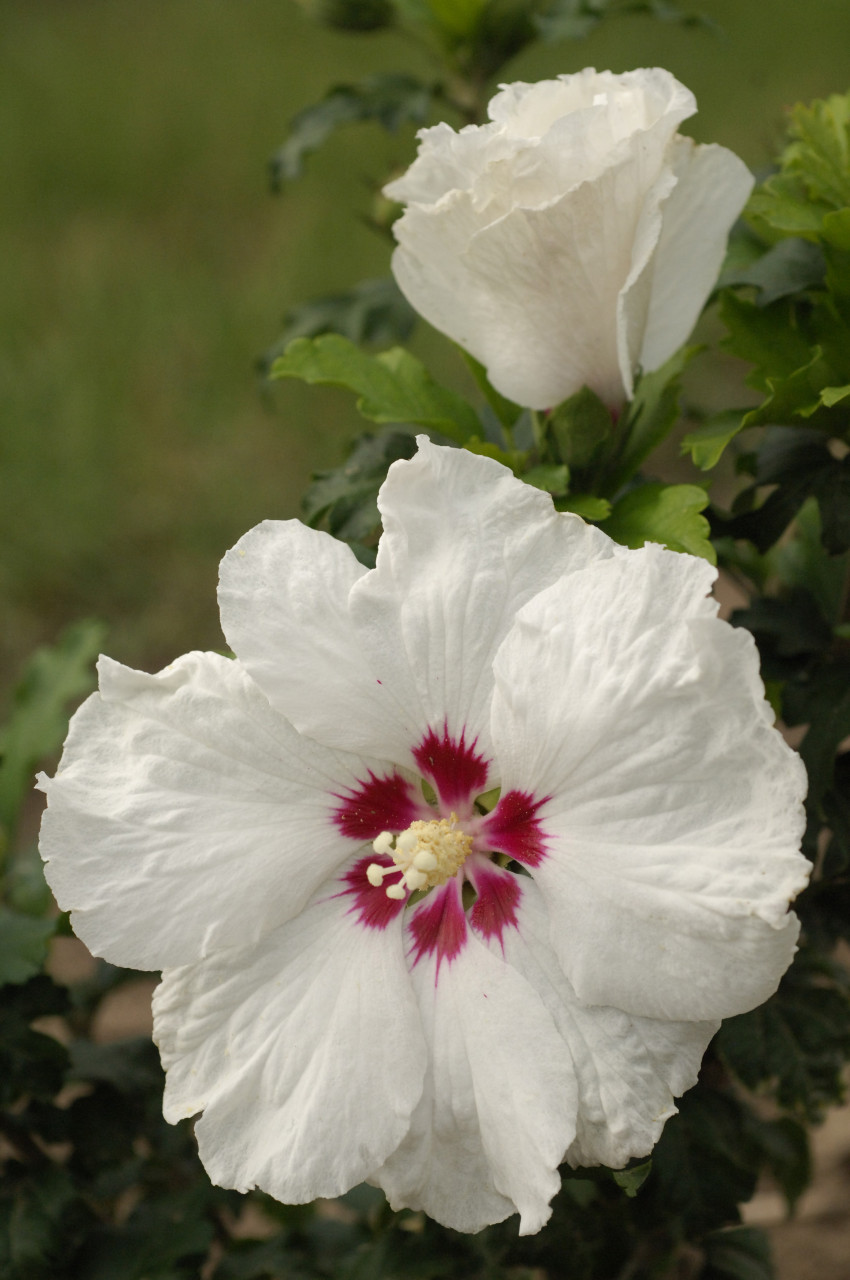 HIBISCUS syriacus ´SUP´Heart´® (´Minomb´)Ⓢ