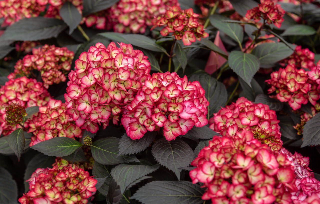 HYDRANGEA macrophylla ´Eclipse´® (´Bailmacseven´)Ⓢ FE®