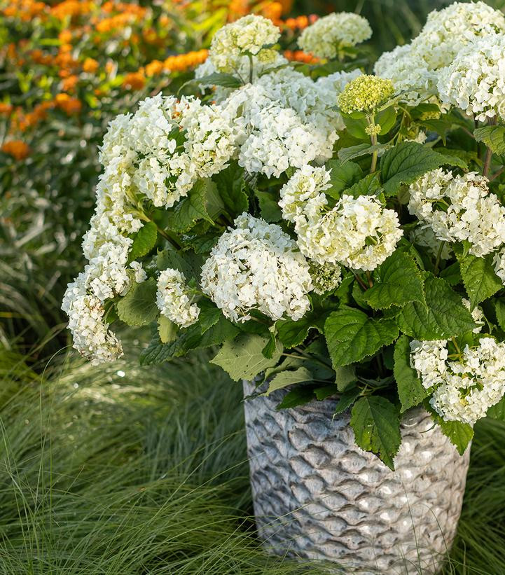 HYDRANGEA arborescens ´FlowerWOW´® (´BALful´)Ⓢ FE®