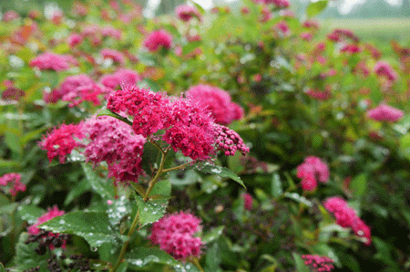 SPIRAEA japonica ´Double Play® Doozie´ (´NCSX2´)Ⓢ PW®