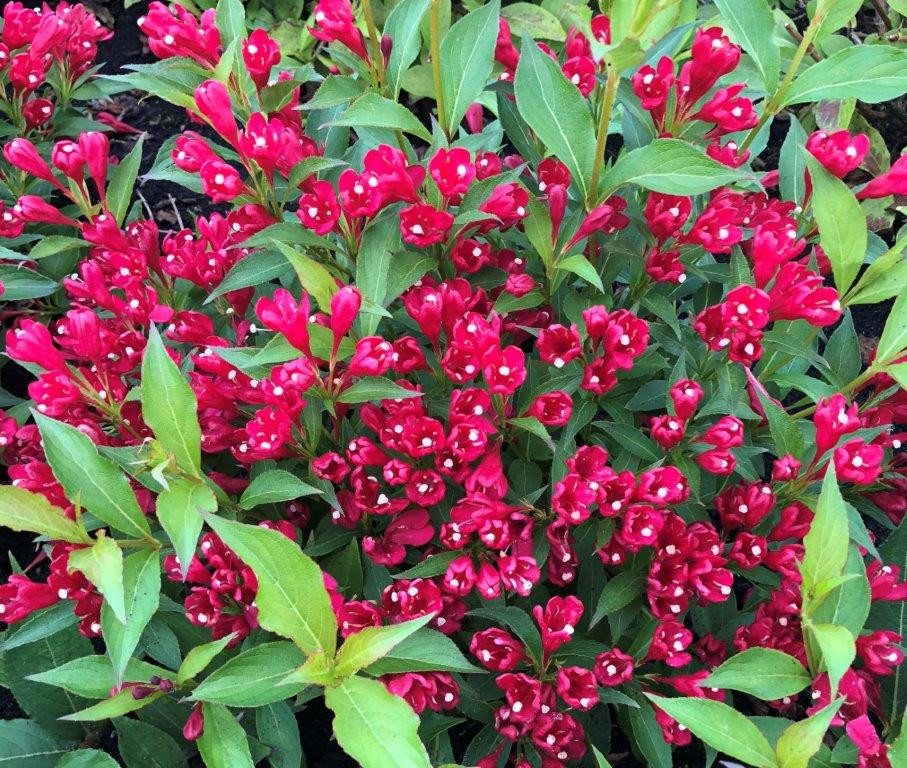 WEIGELA Florida ´All Summer® Red´ (´Slingco1´)Ⓢ | Laubgehölze ...