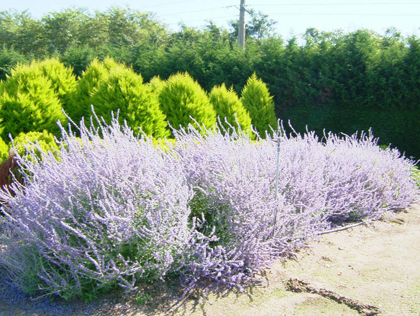 Перовская кустарник фото PEROVSKIA atriplicifolia `Blue Spire` Decidous trees and Shrubs Assortment/Shop 