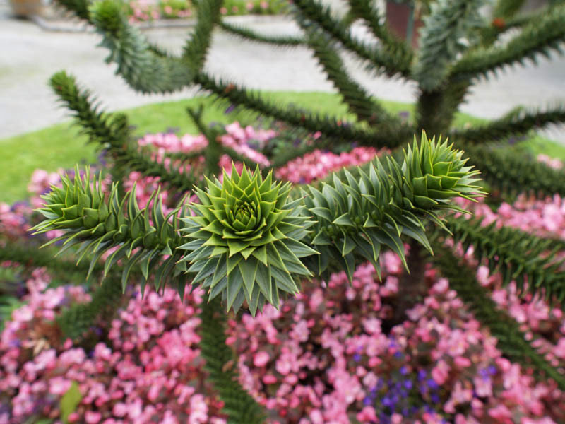 ARAUCARIA araucana (= imbricata) Nadelgehölze