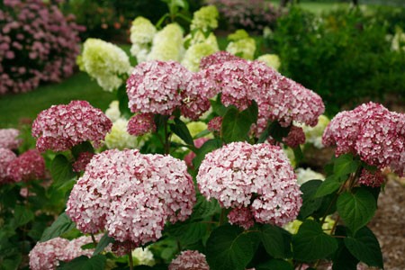 HYDRANGEA arborescens ´Sweet Annabelle´® (´Incrediball® Blush´) (´NCHA4 ...