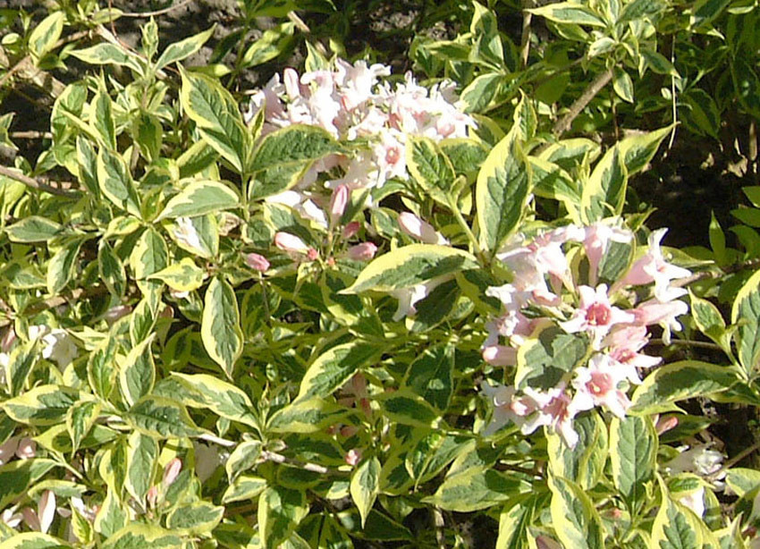 Вейгела пестролистная фото и описание кустарника WEIGELA florida `Nana Variegata` Decidous trees and Shrubs Assortment/Shop Korde