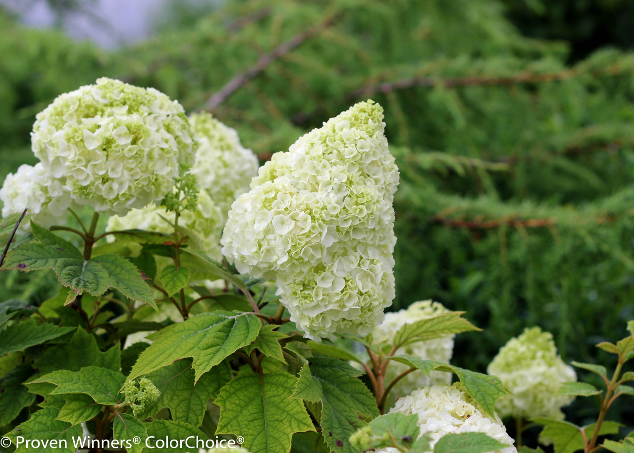 HYDRANGEA quercifolia ´Gatsby® Moon´ (´Brother Edward´)Ⓢ PW®