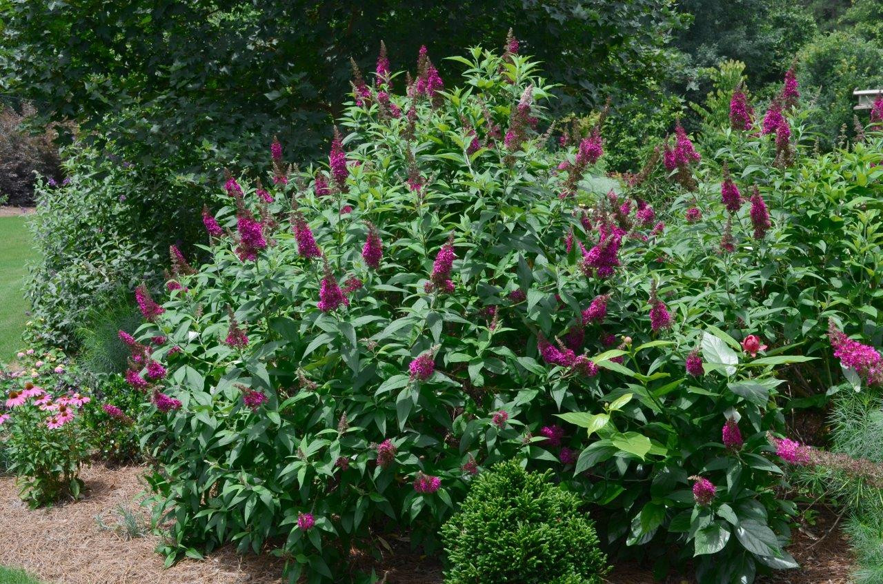 Buddleja Davidii ´funky Fuchsia´ (´piibd-ii´) Fe® 