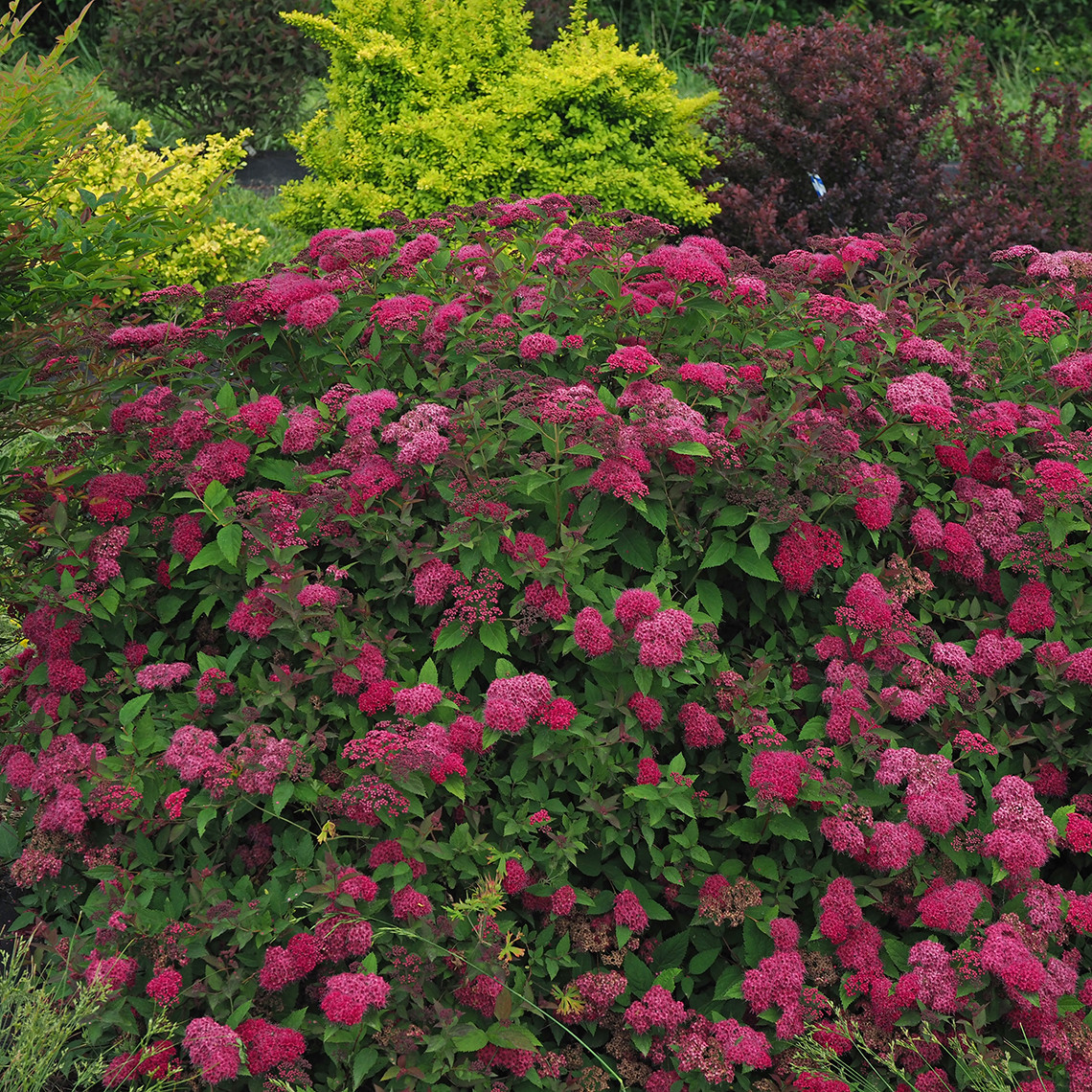 SPIRAEA japonica ´Double Play® Doozie´ (´NCSX2´)Ⓢ PW®