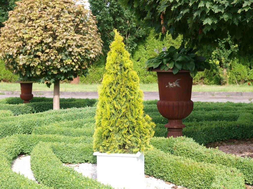 THUJA occidentalis ´Golden Smaragd´® (´Janed Gold´)Ⓢ | Nadelgehölze 