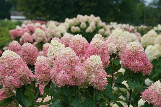 HYDRANGEA paniculata ´Limelight Prime´® (´SMNHPPH´)Ⓢ PW®