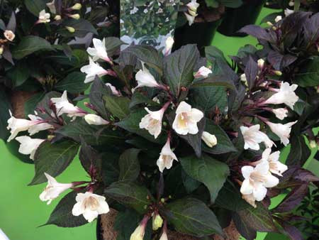 WEIGELA florida ´Ebony & Ivory´® (´Velda´)Ⓢ | Decidous trees and Shrubs ...