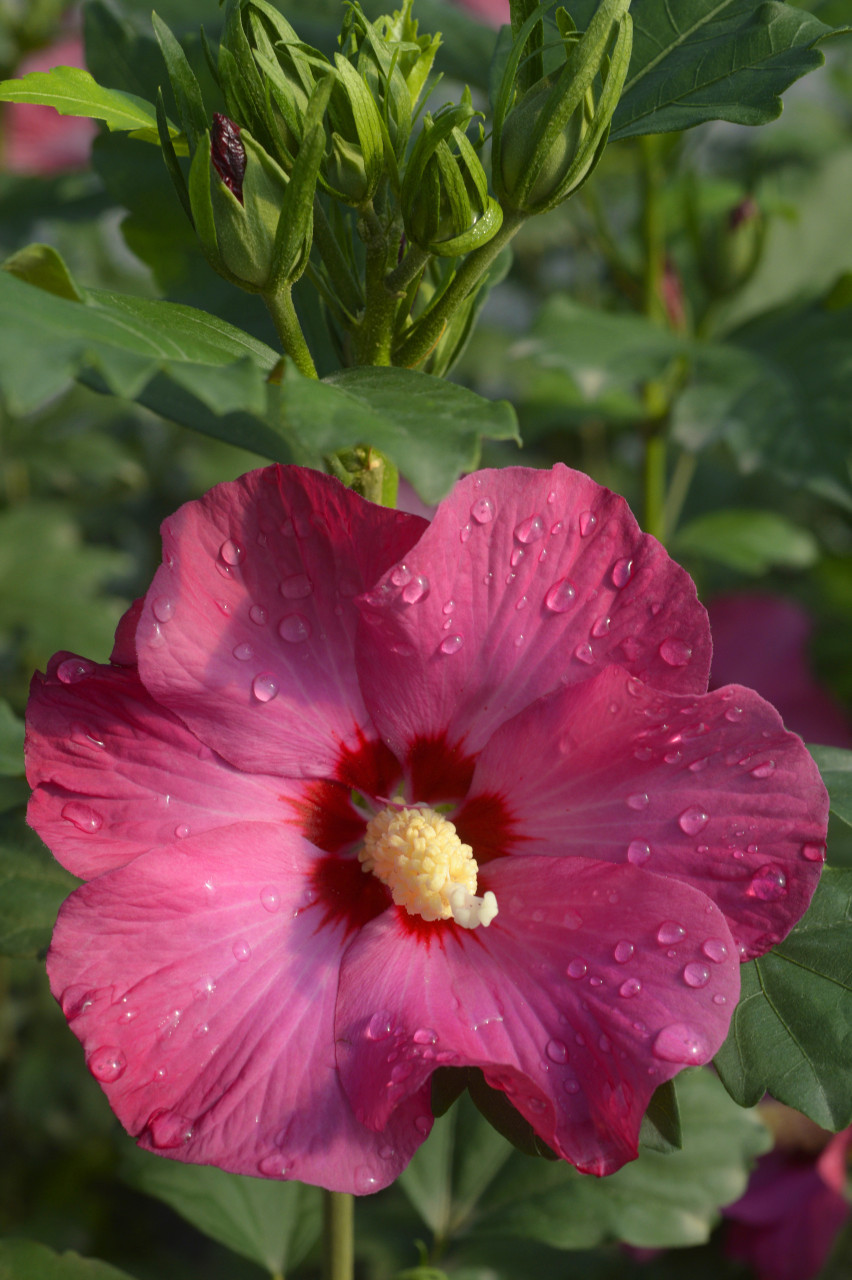 HIBISCUS syriacus ´SUP´Bridge´® (´Minsyrou17´)Ⓢ