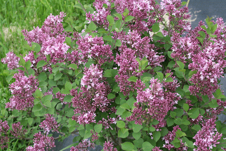 SYRINGA ´Bloomerang® Tiny Purple´ (´SMNJRPU´)Ⓢ PW