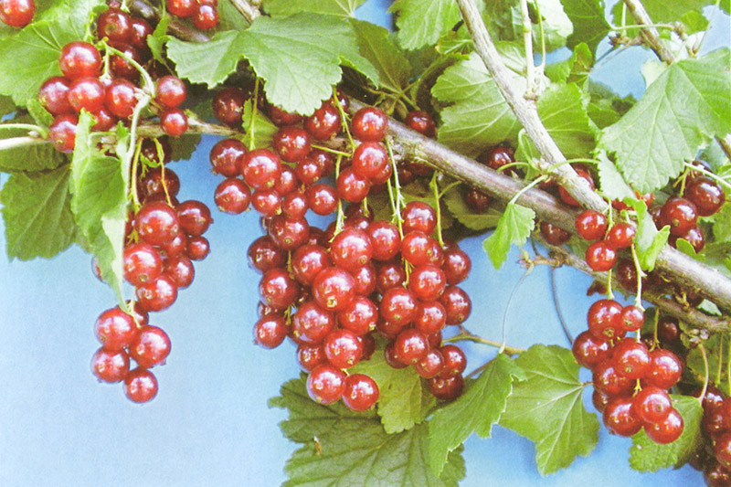 Ribes Rubrum Stanza St Anna Beere Ribes Fruits Kordes Jungpflanzen